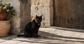 Street Photography